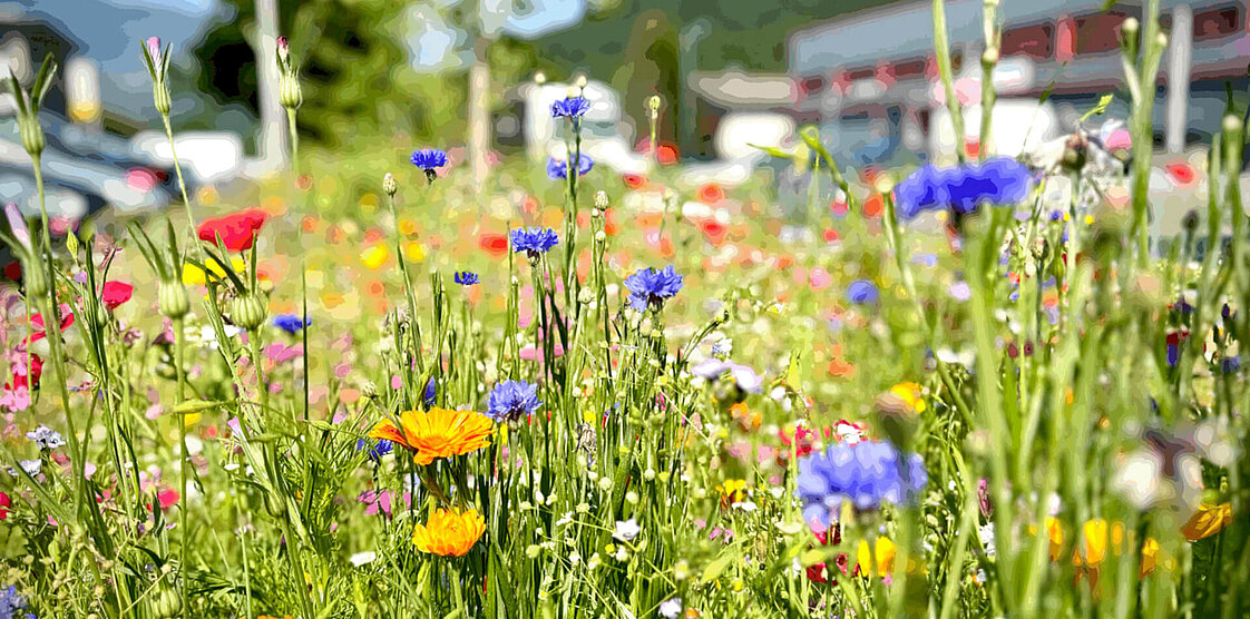 Eine farbenfrohe Wiese mit verschiedenen Wildblumen, darunter blaue, rosa, gelbe und weiße Blüten, vor einer sonnigen Kulisse mit Gebäuden in der Ferne.